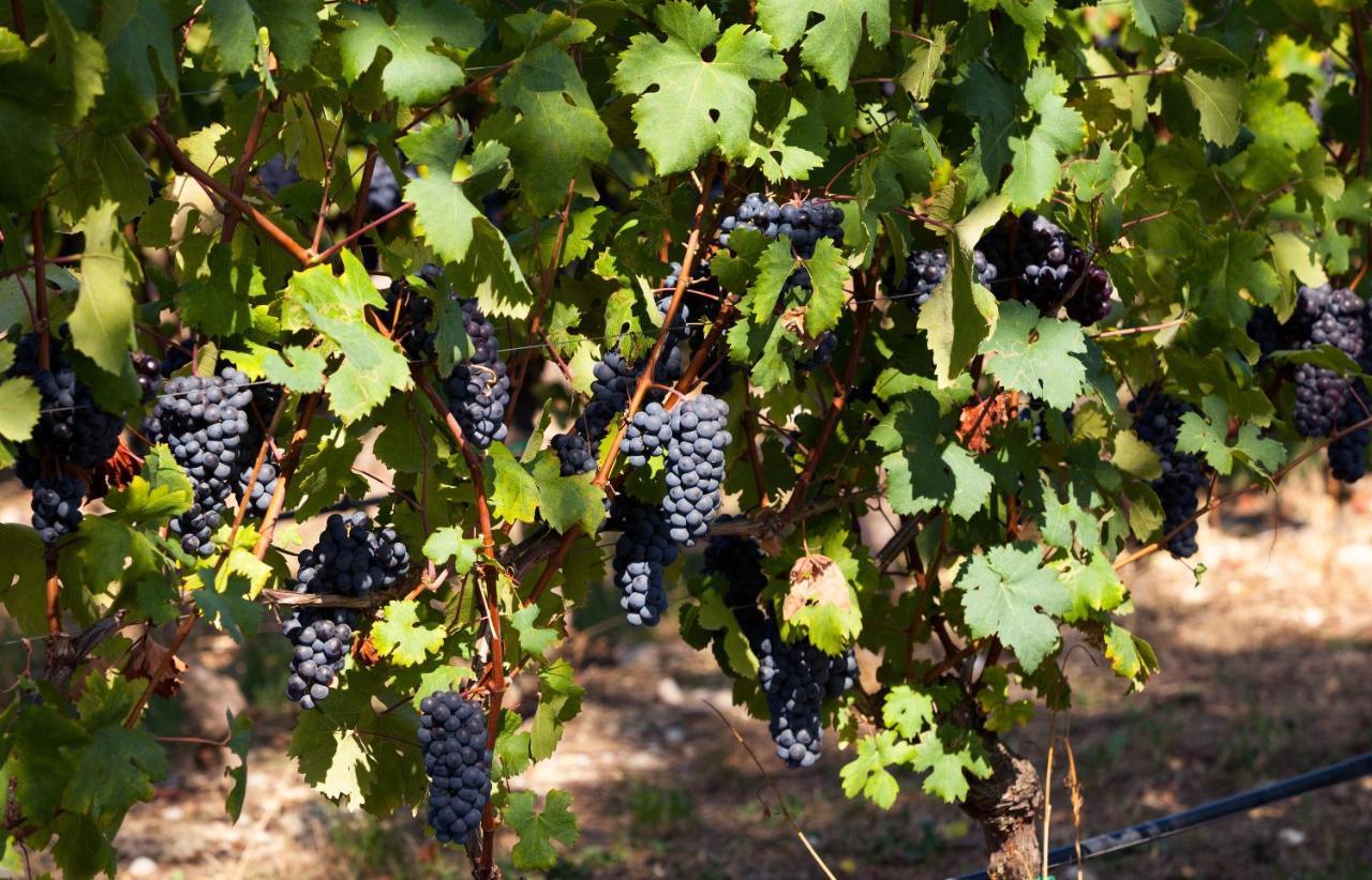 Cobue "Wine Resort & Spa" Поццоленґо Екстер'єр фото