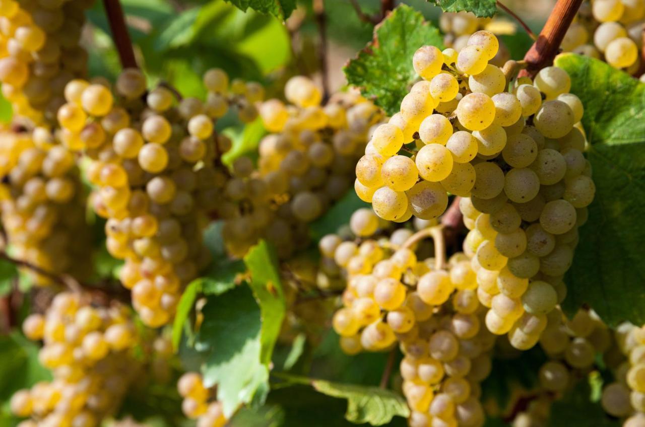 Cobue "Wine Resort & Spa" Поццоленґо Екстер'єр фото